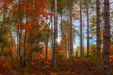 Tall autumn trees Hiawatha National Forest in Michigan upper peninsula, Michigan