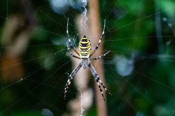 Wasp Spider Argiope bruennichi