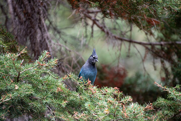 Steller Jay in the Mountains