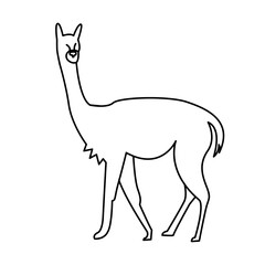 vicuna of wild animal outline icon set