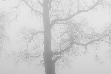 Fototapeta premium trees in the fog