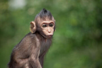 可愛いサル