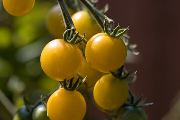 Ripe, yellow cherry tomatoes growing on a vine in the garden in Puyallup, Washington.