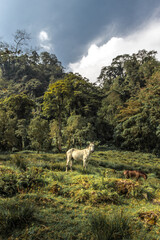 Naklejka premium vertical shot of two horses in the middle of the tropical cloud forest on a cloudy day on the slopes of the Turrialba Volcano