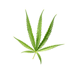 Cannabis leaf isolated on white background with clipping path. Medical marijuana.