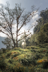 white horse staring in the middle of the tropical cloud forest on a cloudy day on the slopes of the Turrialba Volcano