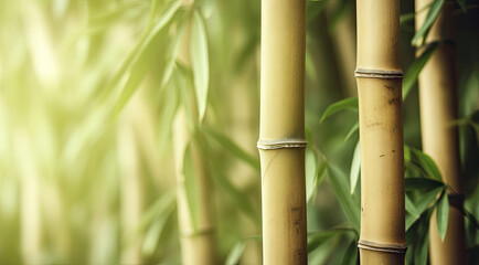 Bamboo grove with close-up of trunks, copy space