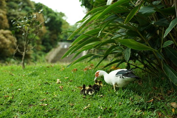 首里城公園を歩く観音アヒルの親子 （沖縄県那覇市, 2022年5月）