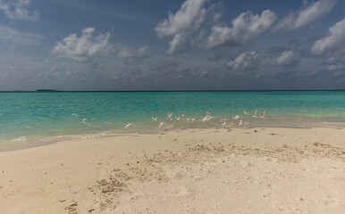 White and clean sand beach with flying seagulls on an island surrounded by deep blue sea