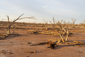 Salinity affected lake and dead trees