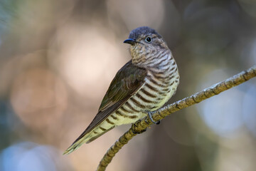 Australian Shining Bronze Cuckoo perched on branch
