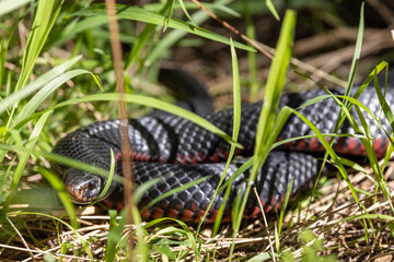 Australian Red-bellied Black Snake concealed in long grass