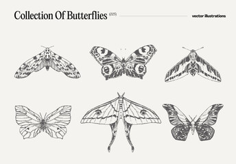 Set of butterflies, realistic drawing, sketch