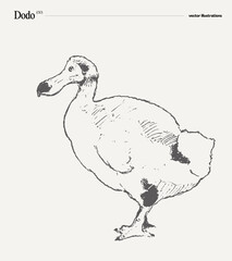 Fototapeta na wymiar Dodo realistic vector illustration, sketch