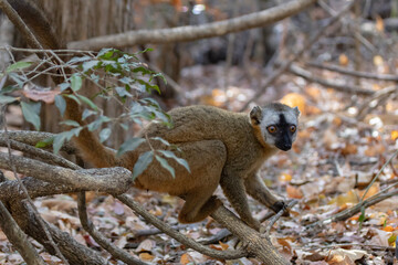 Red fronted brown lemur © Raphael