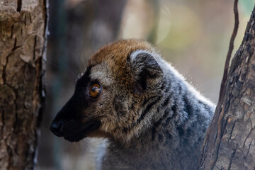 Naklejka na ściany i meble Red fronted brown lemur