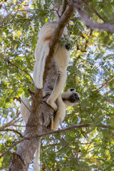 Verreaux's sifaka