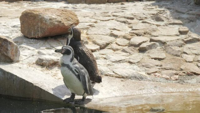 Funny penguins in the zoo slow motion