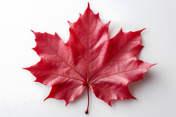 red maple leaf