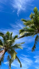Obraz na płótnie Canvas palm tree and sky