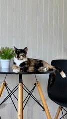 Cat in cafe