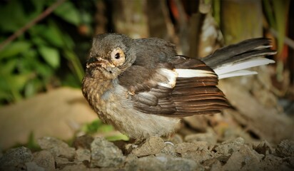 Oriental Magpie Robbin - male bird standing on the black basket, blurred background. Magpie Robin perching on basket