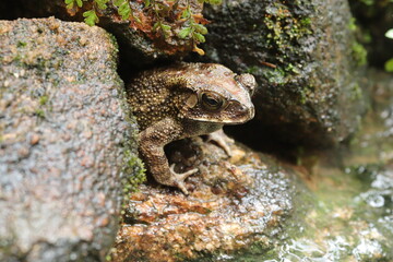 A brown frog hiding among the rocks , Beautiful brown painted toad, hidden among the decorative stones of the garden.