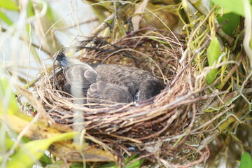 There are  newly hatched birds. they are very cute and adorable. when they are left by their mother to go looking for food, they can't wait to eat.