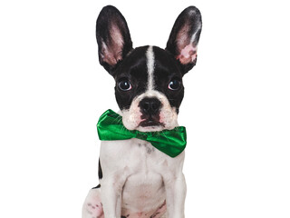 Cute puppy and bright bow tie. Close-up, indoors. Concept of beauty and fashion. Studio photo, isolated background. Pets care