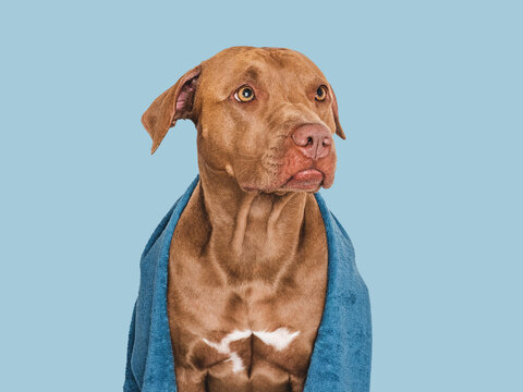 Cute brown dog and blue towel. Close-up, indoors. Studio photo, isolated background. Concept of care, education, obedience training and raising pets