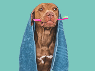 Cute brown dog, blue towel and hairbrush. Close up, indoors. Studio photo, isolated background. The...