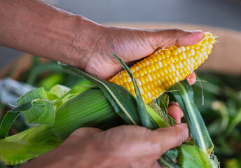 Corn. The farmer holds freshly harvested corn in his hand. Man cleaning an ear of yellow corn at local farmer market. Mature yellow cob of sweet corn in a hands. Agriculture and agronomy Concept