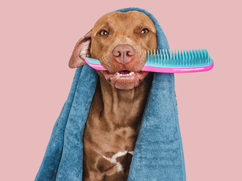 Cute brown dog, blue towel and hairbrush. Close up, indoors. Studio photo, isolated background. The concept of care, education, obedience training and pet education