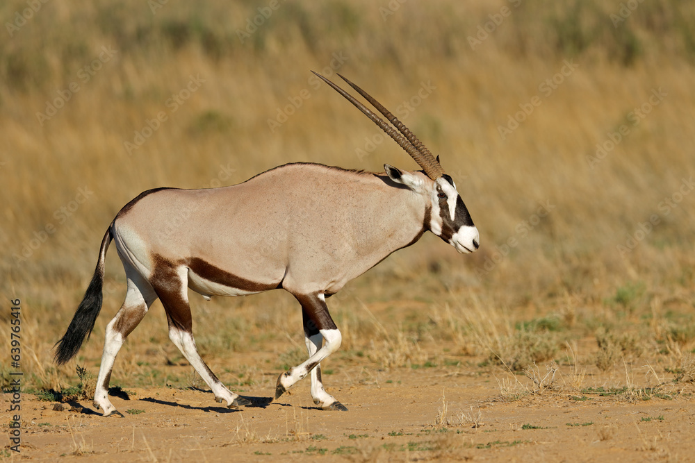 Wall mural a gemsbok antelope (oryx gazella) walking in natural habitat, kalahari desert, south africa.