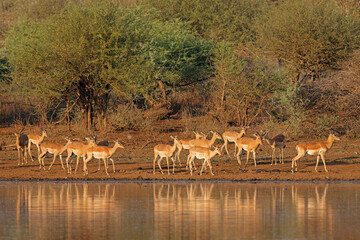 Impala antelopes (Aepyceros melampus) at a waterhole, Kruger National Park, South Africa.