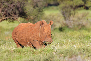 A mud covered white rhinoceros (Ceratotherium simum) in natural habitat, South Africa.
