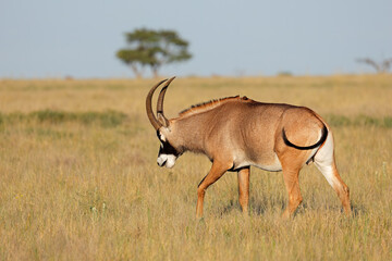A rare roan antelope (Hippotragus equinus) in open grassland, Mokala National Park, South Africa.