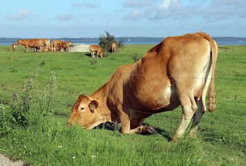 Freely grazing cows on the shores of a bay in Denmark. Electric fence guards a meadow and animals...