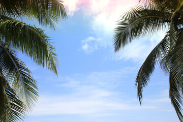 Fototapeta na wymiar Green leave of coconut palm tree background