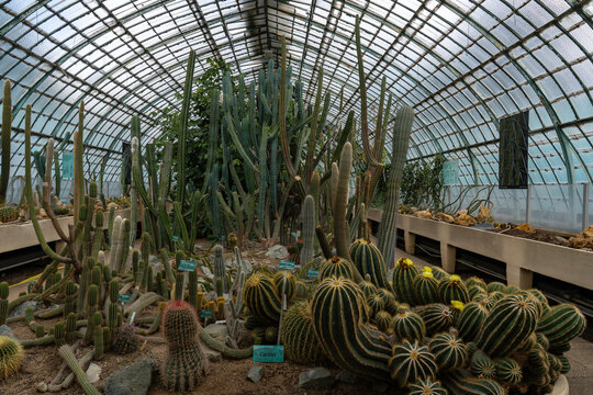 Cactus in a Greenhouse at the Jardin des Serres d'Auteuil in summer. This botanical gaden is a public park located in Paris, France