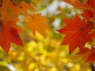 秋　紅葉したハウチワカエデの葉