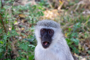Naklejka na ściany i meble Portrait of a vervet monkey with a very surprised look on its face