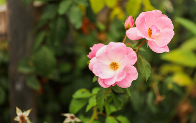 spring flower blooms symbolize renewal, growth, and fleeting beauty in nature's cycle. Flowers...