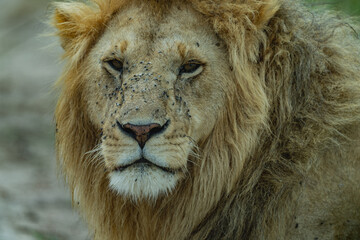 portrait of a lion