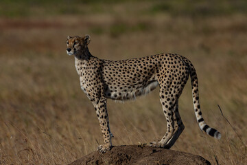 cheetah in serengeti