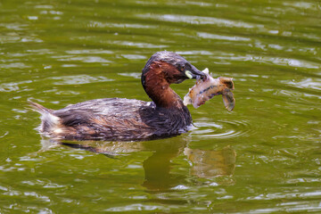 Zwergtaucher (Tachybaptus ruficollis) bearbeitet einen Krebs