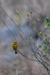 bird on a tree
