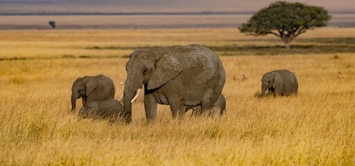 elephants in the savannah