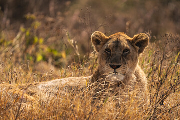 lioness in serengeti