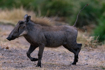 warthog in the wild